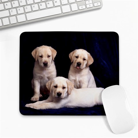 Labrador Front