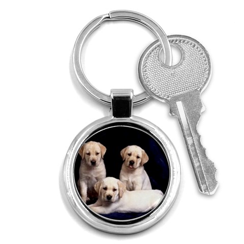 Labrador Front