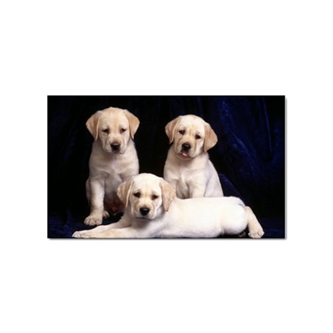 Labrador Front