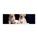 Labrador-Puppy 3 Sticker (Bumper)