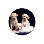 Labrador-Puppy 3 Magnet 3  (Round)