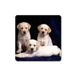 Labrador-Puppy 3 Magnet (Square)