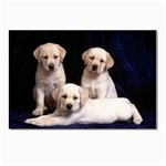 Labrador-Puppy 3 Postcard 4 x 6  (Pkg of 10)