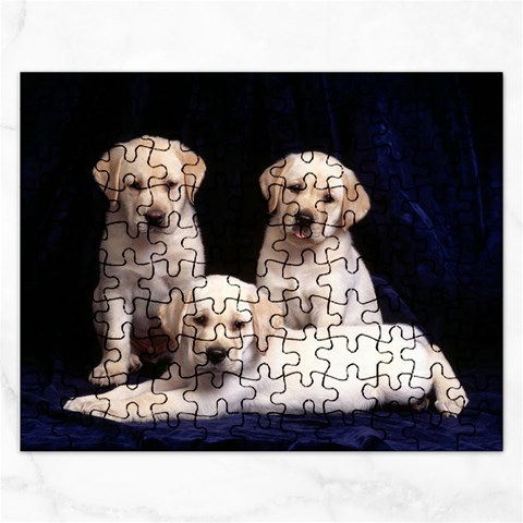 Labrador Front
