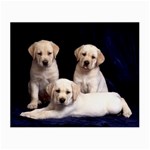 Labrador-Puppy 3 Glasses Cloth