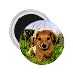 Puppy In Grass 2.25  Magnet