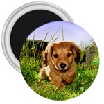 Puppy In Grass 3  Magnet