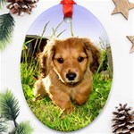 Puppy In Grass Ornament (Oval)