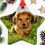 Puppy In Grass Ornament (Star)