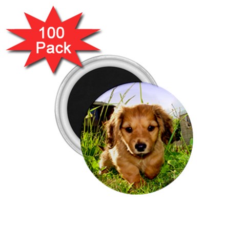 Puppy In Grass 1.75  Magnet (100 pack)  from ArtsNow.com Front