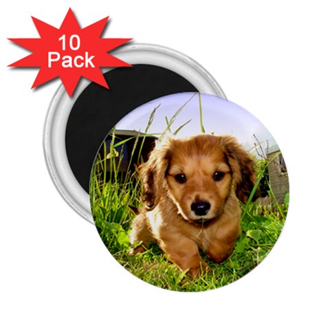 Puppy In Grass 2.25  Magnet (10 pack) from ArtsNow.com Front
