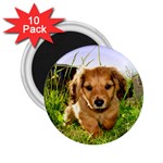 Puppy In Grass 2.25  Magnet (10 pack)