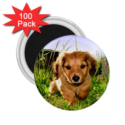 Puppy In Grass 2.25  Magnet (100 pack)  from ArtsNow.com Front