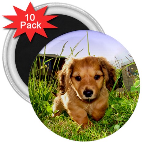 Puppy In Grass 3  Magnet (10 pack) from ArtsNow.com Front