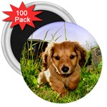 Puppy In Grass 3  Magnet (100 pack)