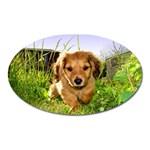 Puppy In Grass Magnet (Oval)