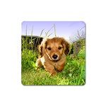 Puppy In Grass Magnet (Square)