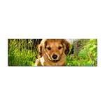 Puppy In Grass Sticker Bumper (10 pack)