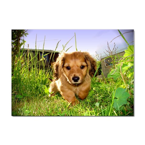 Puppy In Grass Sticker A4 (10 pack) from ArtsNow.com Front