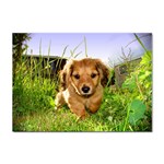 Puppy In Grass Sticker A4 (100 pack)