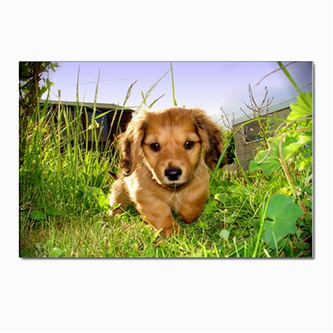 Puppy In Grass Postcards 5  x 7  (Pkg of 10) from ArtsNow.com Front
