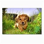 Puppy In Grass Postcards 5  x 7  (Pkg of 10)