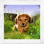 Puppy In Grass Canvas 8  x 10 