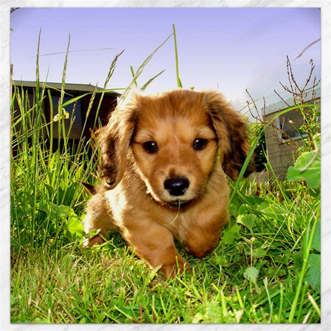 Puppy In Grass Canvas 16  x 16  from ArtsNow.com 15.2 x15.41  Canvas - 1