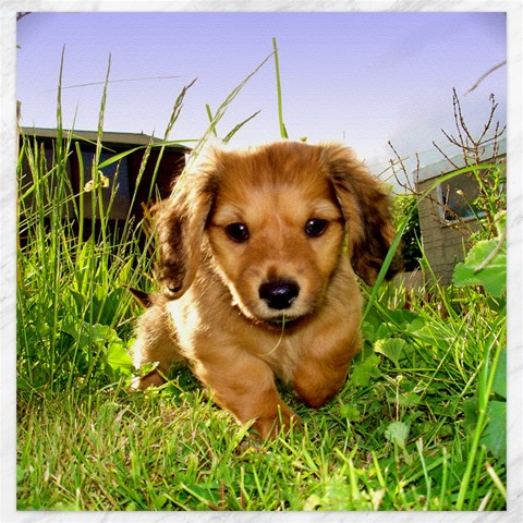 Puppy In Grass Canvas 20  x 20  from ArtsNow.com 19 x19.27  Canvas - 1