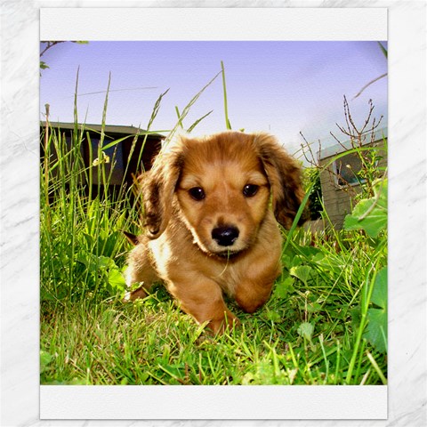 Puppy In Grass Canvas 20  x 24  from ArtsNow.com 19.57 x23.15  Canvas - 1