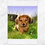 Puppy In Grass Canvas 20  x 30 