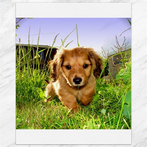 Puppy In Grass Canvas 11  x 14  from ArtsNow.com 10.95 x13.48  Canvas - 1