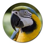 Handsome Parrot Round Mousepad