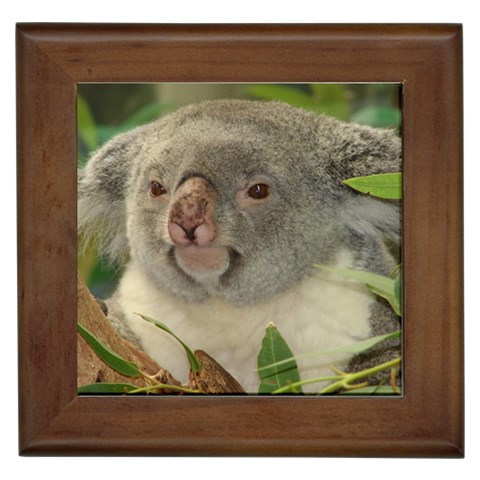 Koala Bear Framed Tile from ArtsNow.com Front