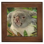 Koala Bear Framed Tile