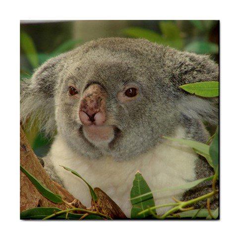 Koala Bear Tile Coaster from ArtsNow.com Front