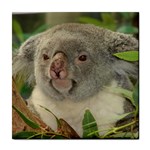 Koala Bear Tile Coaster