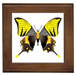 Butterfly M2 Framed Tile