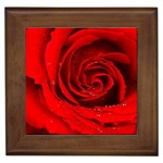 Red Rose Flower Framed Tile