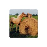 Horse and Dog Meet & Greet Magnet (Square)