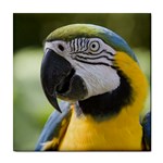 Handsome Parrot Tile Coaster