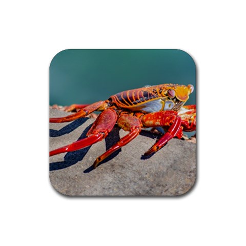 Colored Crab, Galapagos Island, Ecuador Rubber Coaster (Square)  from ArtsNow.com Front