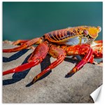 Colored Crab, Galapagos Island, Ecuador Canvas 12  x 12 