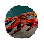 Colored Crab, Galapagos Island, Ecuador Standard 15  Premium Round Cushions