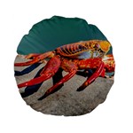 Colored Crab, Galapagos Island, Ecuador Standard 15  Premium Flano Round Cushions