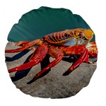 Colored Crab, Galapagos Island, Ecuador Large 18  Premium Flano Round Cushions