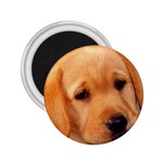 Labrador 2.25  Magnet