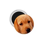 Labrador 1.75  Magnet