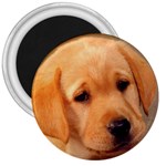 Labrador 3  Magnet