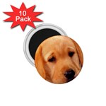 Labrador 1.75  Magnet (10 pack) 